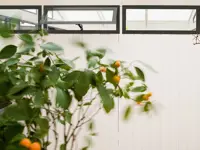 WG 50 Festes Fenster