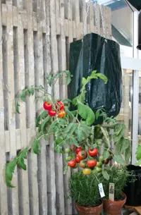 Hängender Pflanzsack für Tomaten