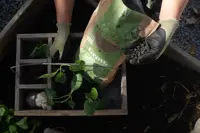 GROW Kreislaufdünger