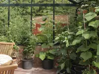 Rankhilfe für Tomaten