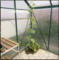 Rankhilfe für Tomaten