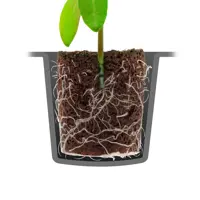 ROOT!T Anzuchtset mit 24 Torffreien Kokos-Quelltabletten